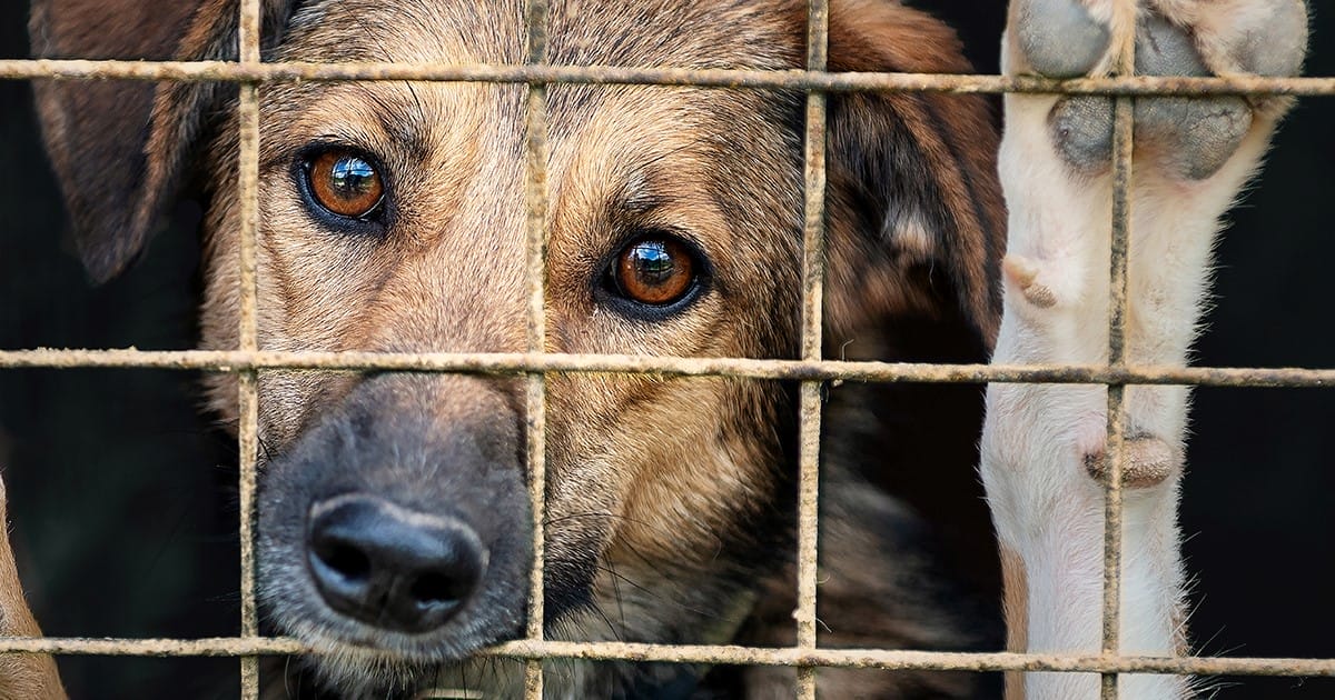 Animal hoarding is more severe and complicated than having many pets. 
