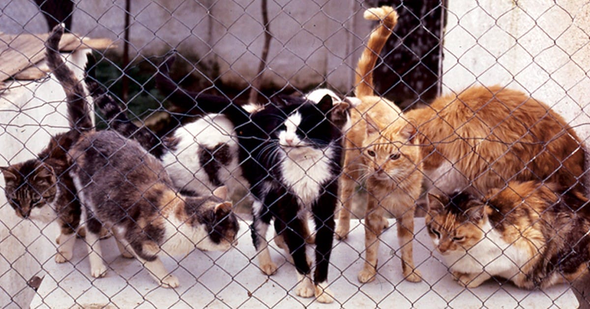 Animal hoarding environments are often contaminated with animal waste, mold, parasites, and other biohazards that can pose serious health risks, including infectious diseases. 